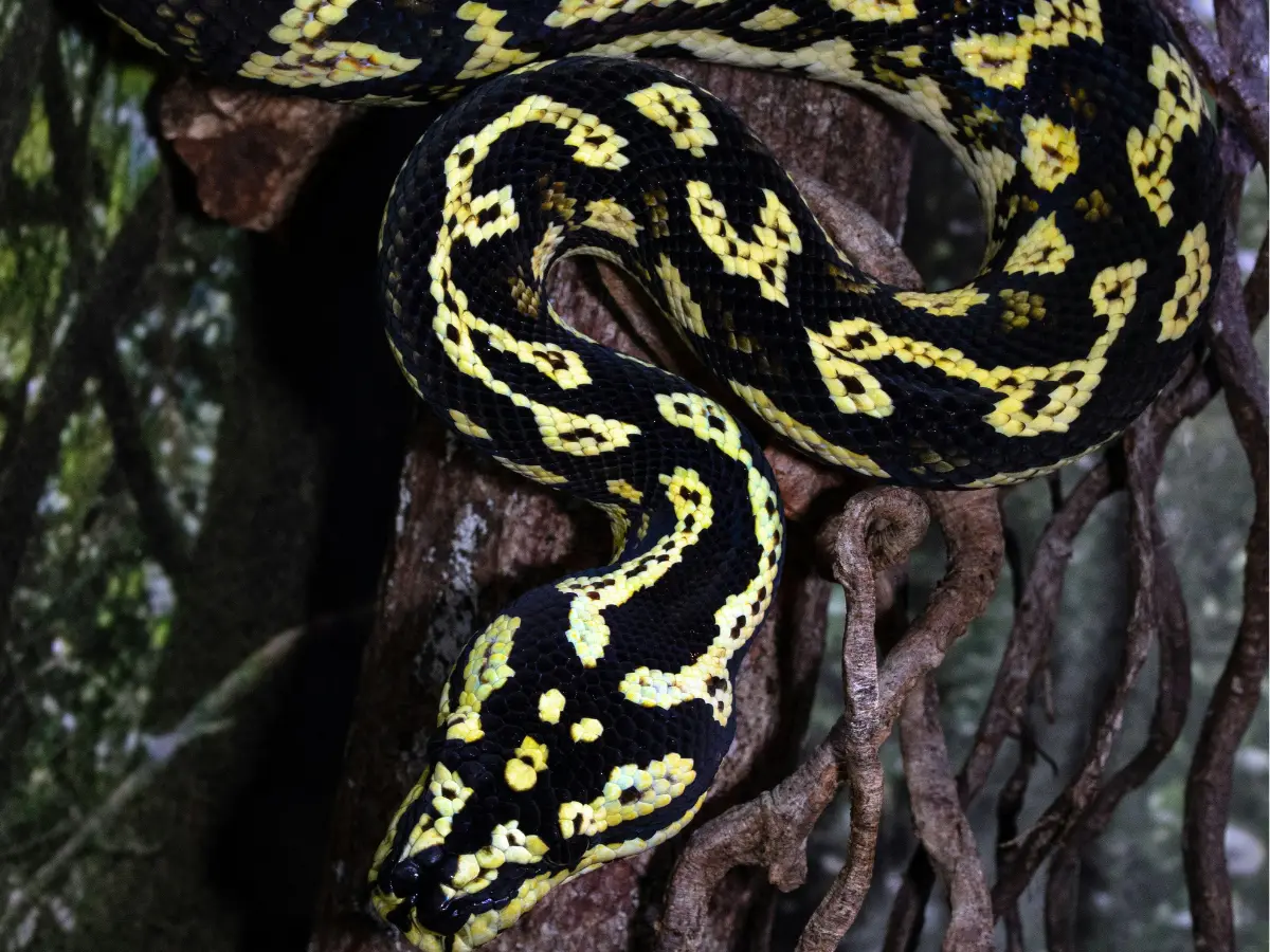 23ft python swallows man returning from party in Indonesia; family find body whole inside reptile 23ft python swallows man returning from party in Indonesia; family find body whole inside reptile