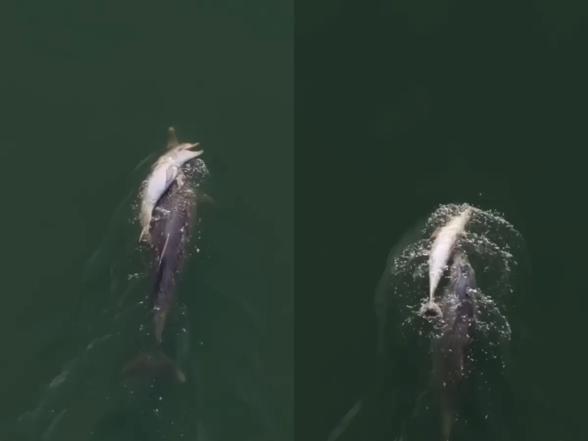 Was the mother dolphin 'mourning'? Viral video of her keeping afloat a dead calf leads to discussion on animal behaviour | WATCH
