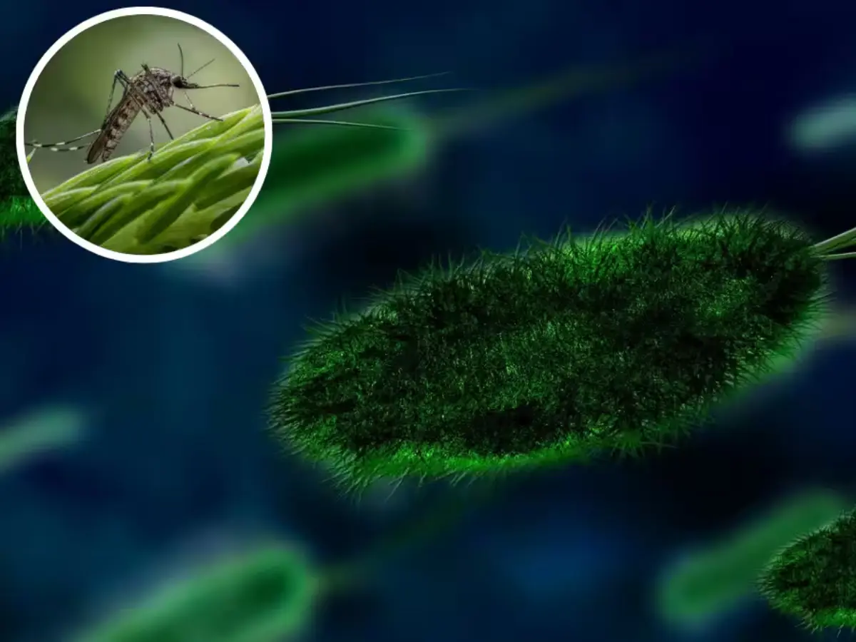 India deploys joint outbreak response team as Chandipura virus spreads in Gujarat, Rajasthan