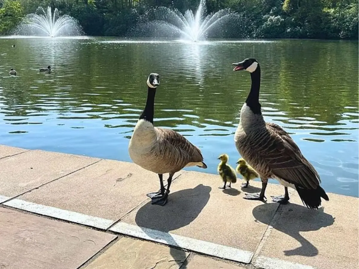 Canadian tennis club kills resident geese over droppings