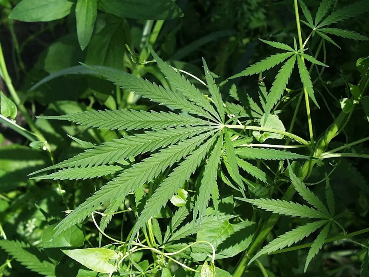 Nepal's Gandaki province allows medical marijuana cultivation