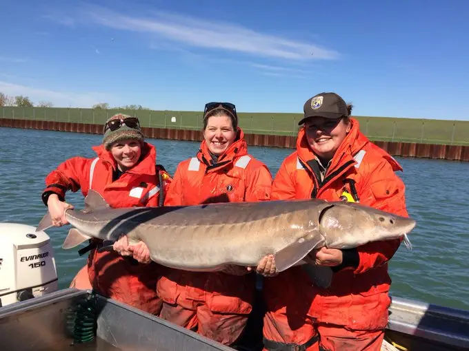 ‘Living dinosaurs’ could be 400 years old: Great Lakes fish may have astonishing lifespan ‘Living dinosaurs’ could be 400 years old: Great Lakes fish may have astonishing lifespan