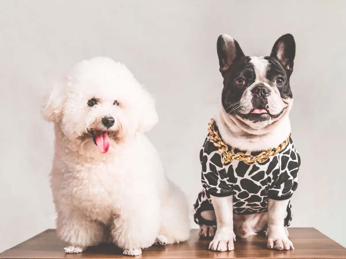 Top 5 most popular dog names that every pet parent will love