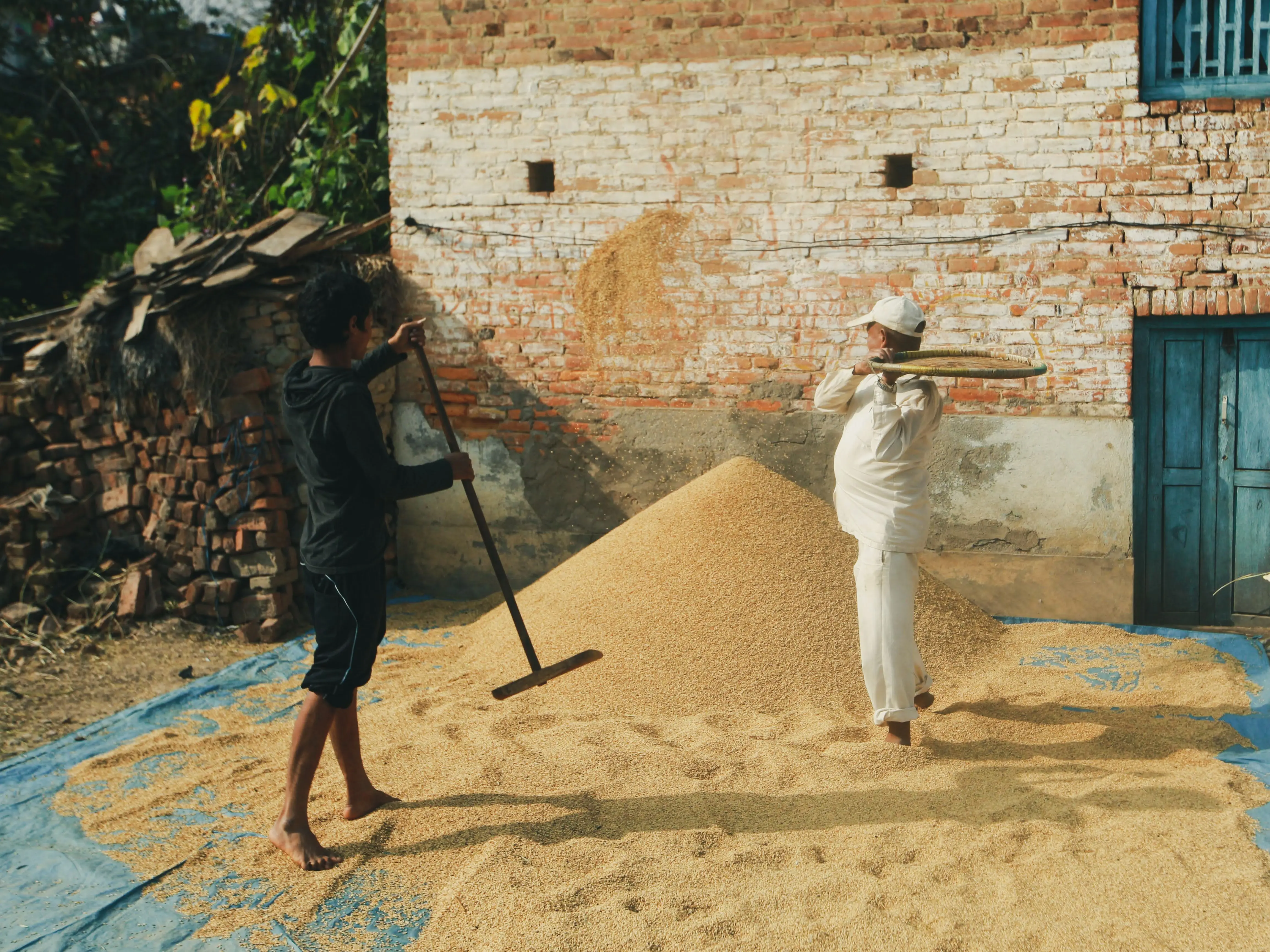 Wheat (Wholesale per Quintal / 100 kg)