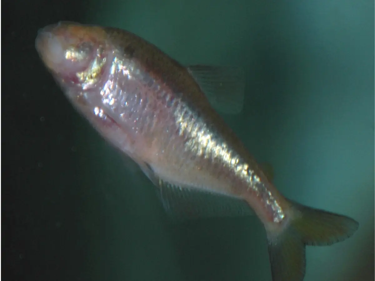 Demogorgon fish with no eyes found in cave under NASA rocket land in Alabama