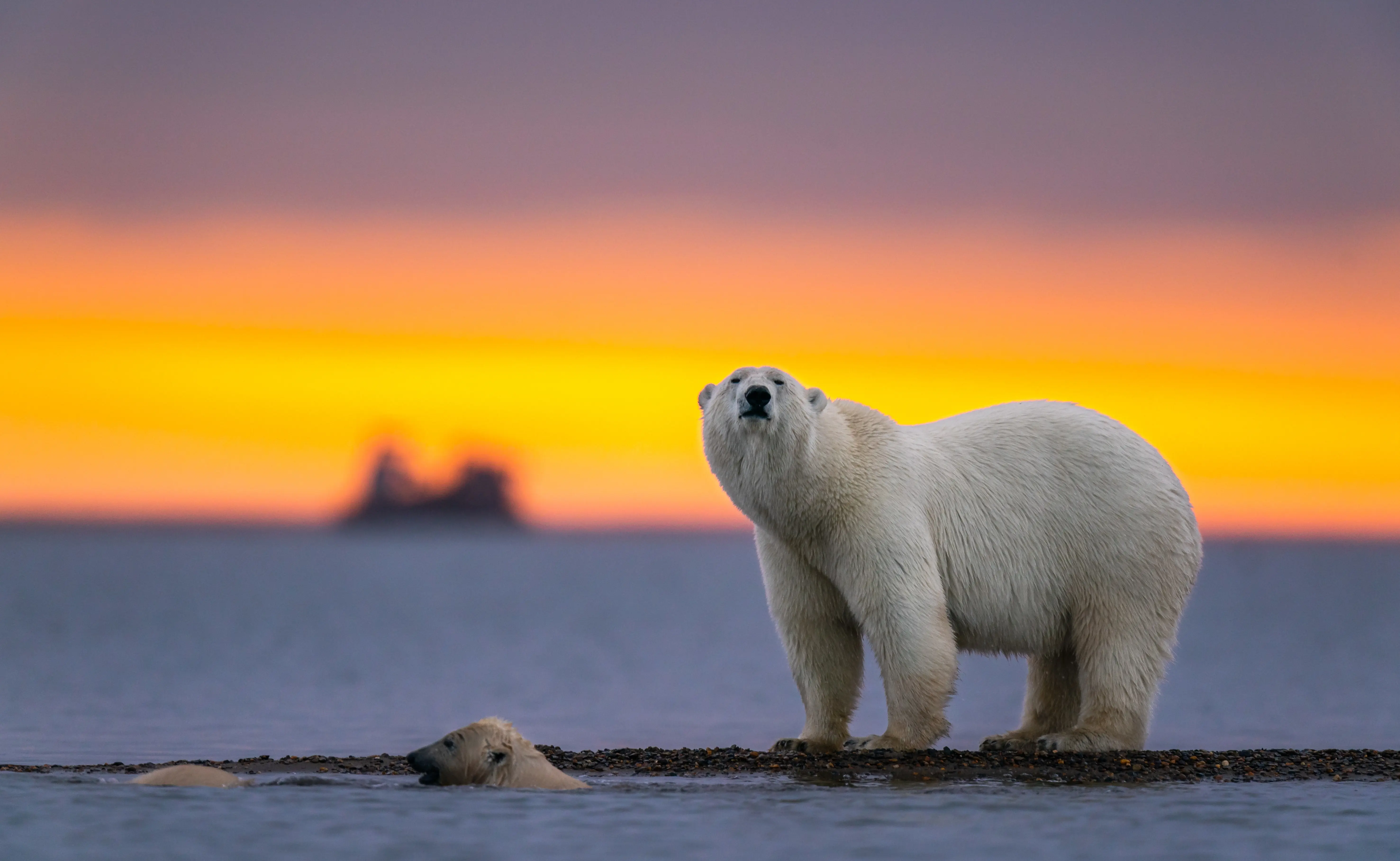 Un-bear-able offence: Boat operator fined $5,255 for waking sleeping polar bear with foghorn