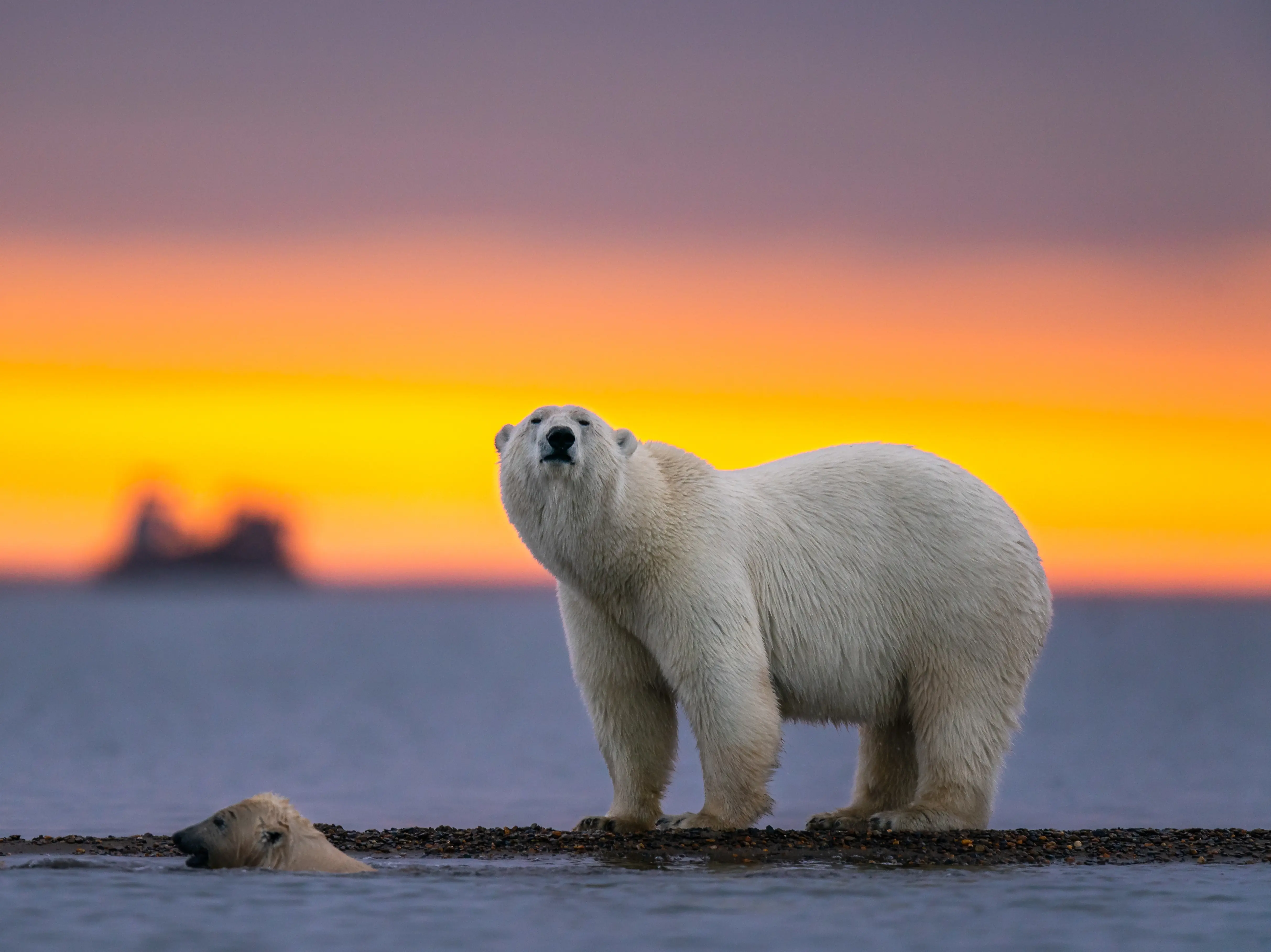 Un-bear-able offence: Boat operator fined $5,255 for waking sleeping polar bear with foghorn Un-bear-able offence: Boat operator fined $5,255 for waking sleeping polar bear with foghorn