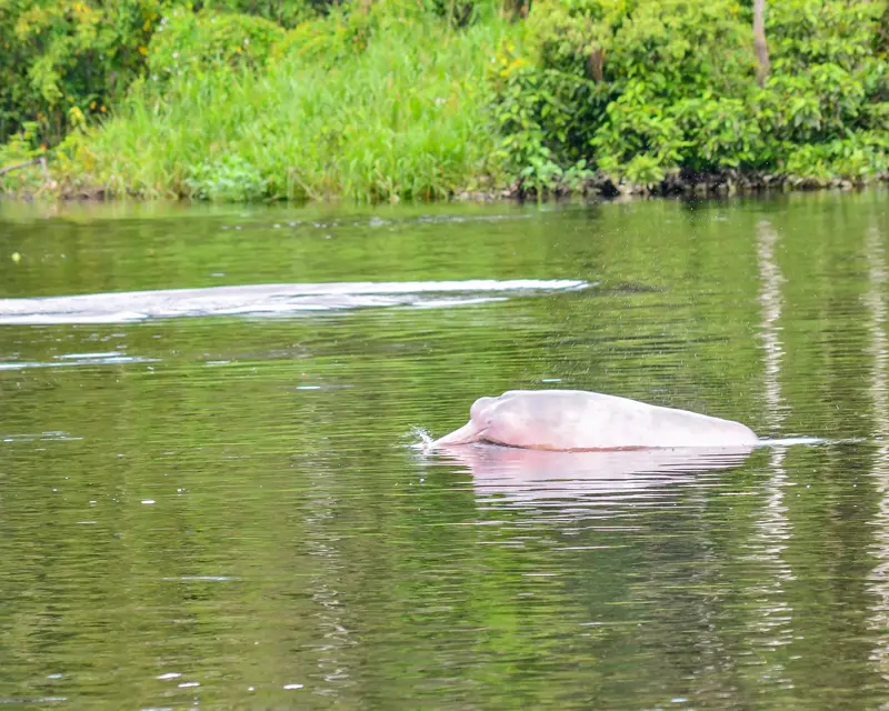 Why does this Amazonian river actually boil?