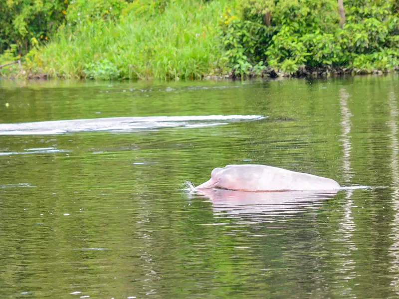 Why does this Amazonian river actually boil? Why does this Amazonian river actually boil?