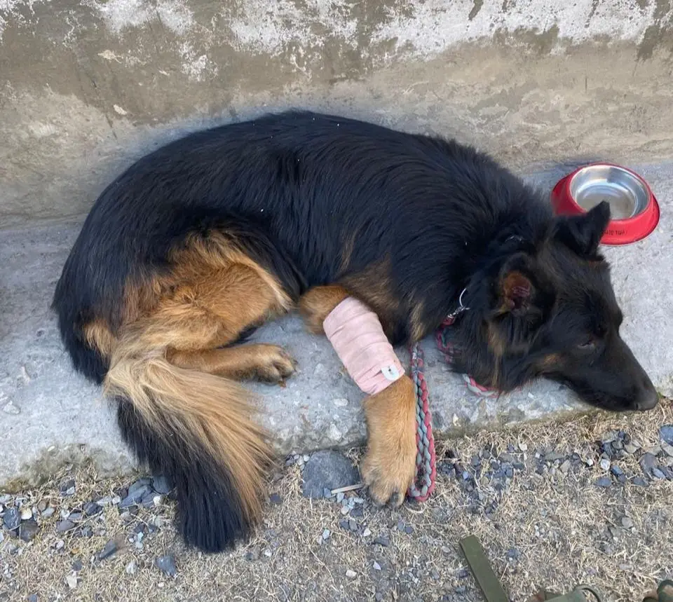 Meet Tyson: The Indian army dog who took a bullet in leg from terrorist in J&K, gets President I-day honour