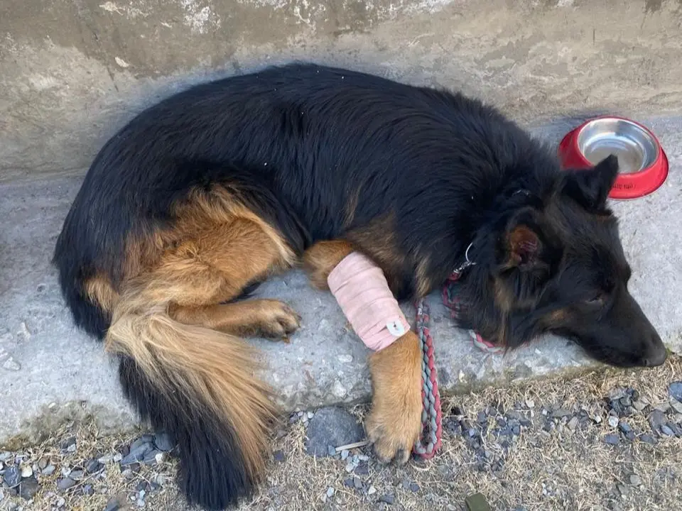 Meet Tyson: The Indian army dog who took a bullet in leg from terrorist in J&K, gets President I-day honour Meet Tyson: The Indian army dog who took a bullet in leg from terrorist in J&K, gets President I-day honour