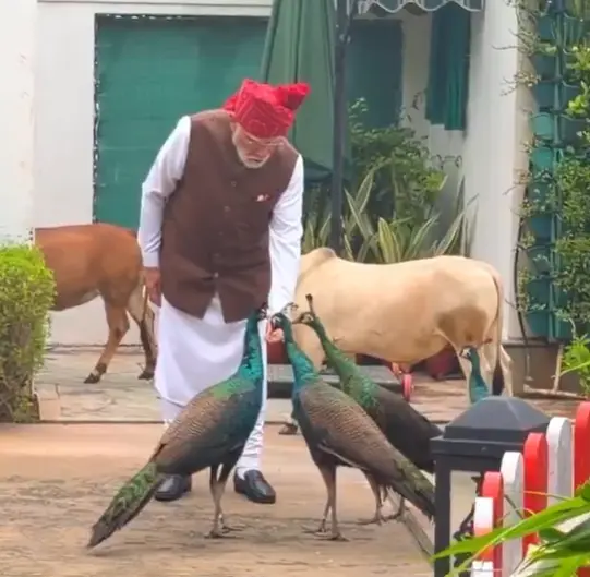 WATCH | PM Modi's morning routine with cows and peacocks before I-Day speech goes viral