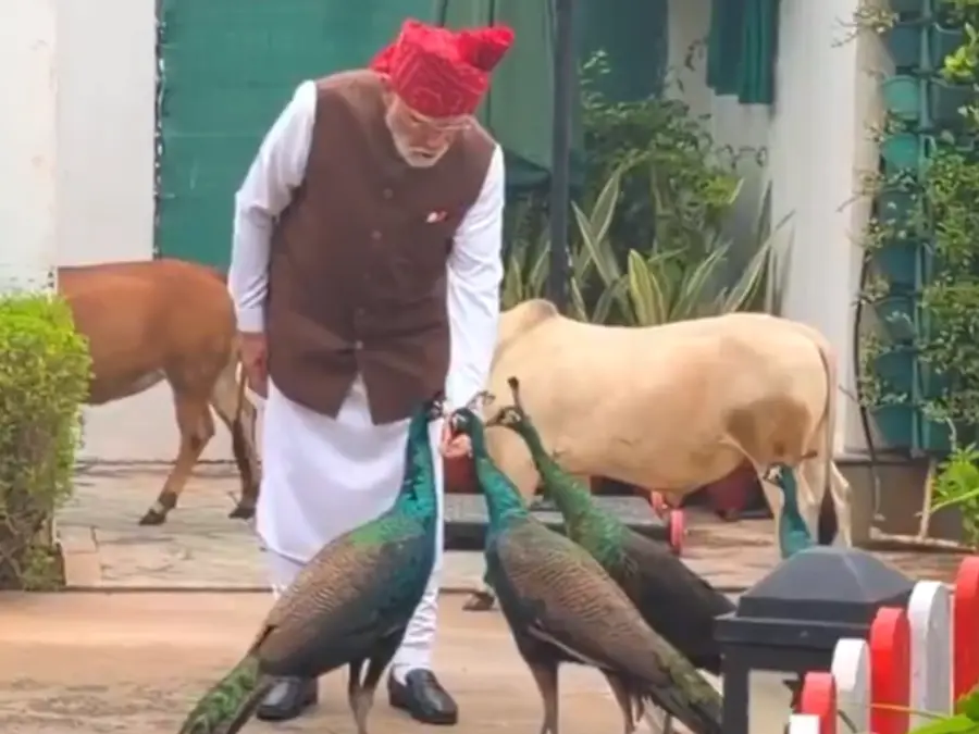 WATCH | PM Modi's morning routine with cows and peacocks before I-Day speech goes viral
