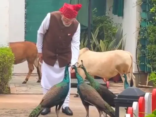 WATCH | PM Modi's morning routine with cows and peacocks before I-Day speech goes viral WATCH | PM Modi's morning routine with cows and peacocks before I-Day speech goes viral