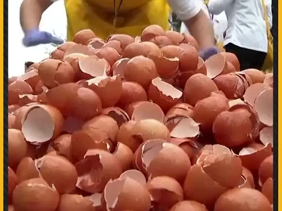Volunteers crack 7,200 eggs for giant omelette in Belgium