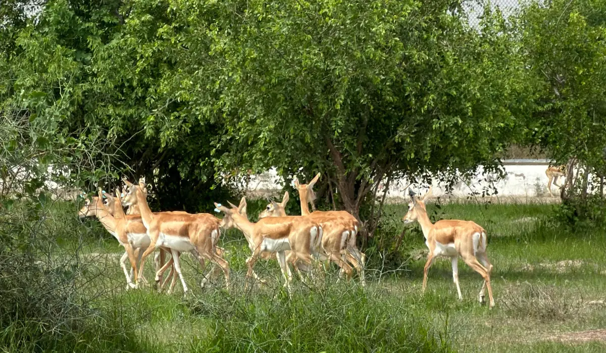 Independence Day marks a new step in India’s wildlife restoration efforts