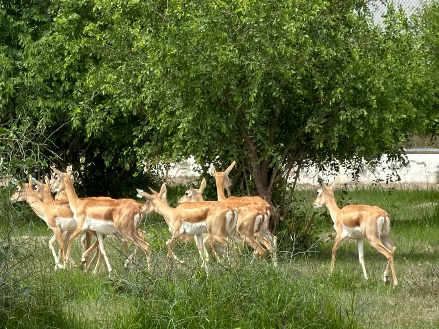 Independence Day marks a new step in India’s wildlife restoration efforts