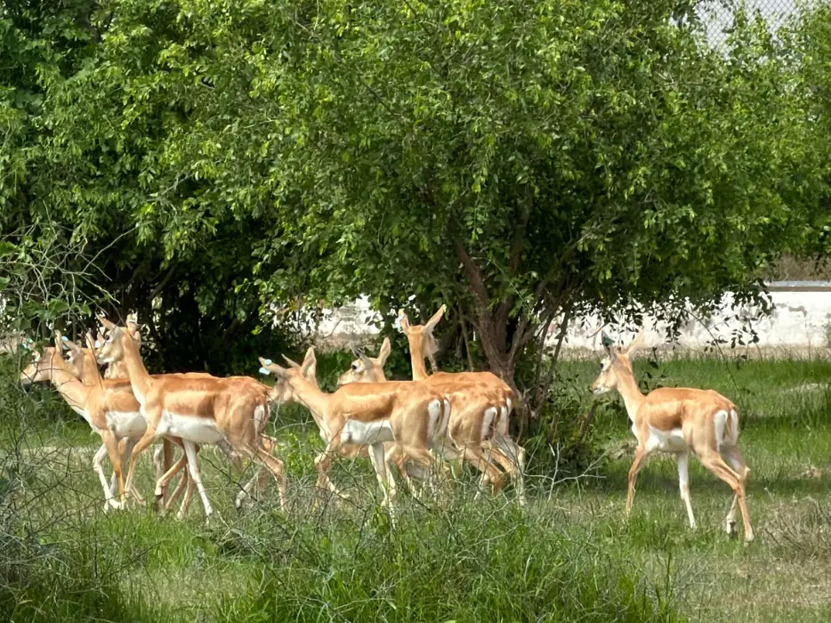 Independence Day marks a new step in India’s wildlife restoration efforts Independence Day marks a new step in India’s wildlife restoration efforts