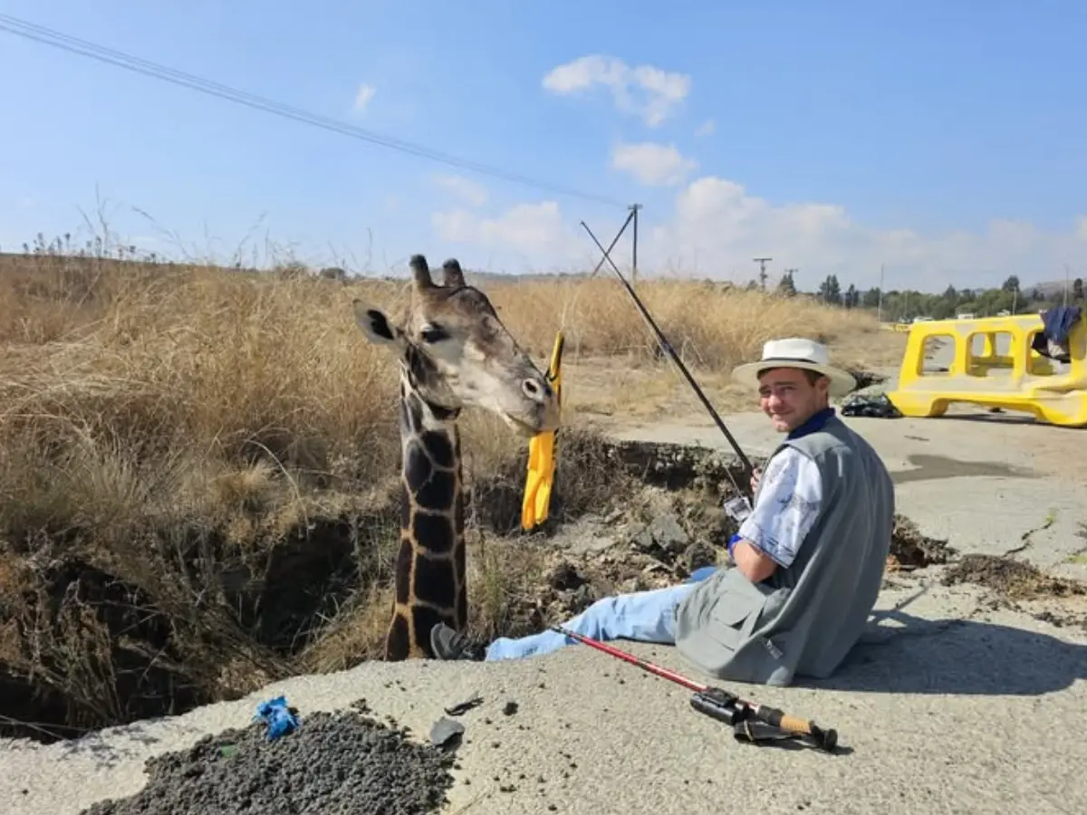South African party put a dead giraffe's head in a sinkhole. The absurd move backfired badly South African party put a dead giraffe's head in a sinkhole. The absurd move backfired badly