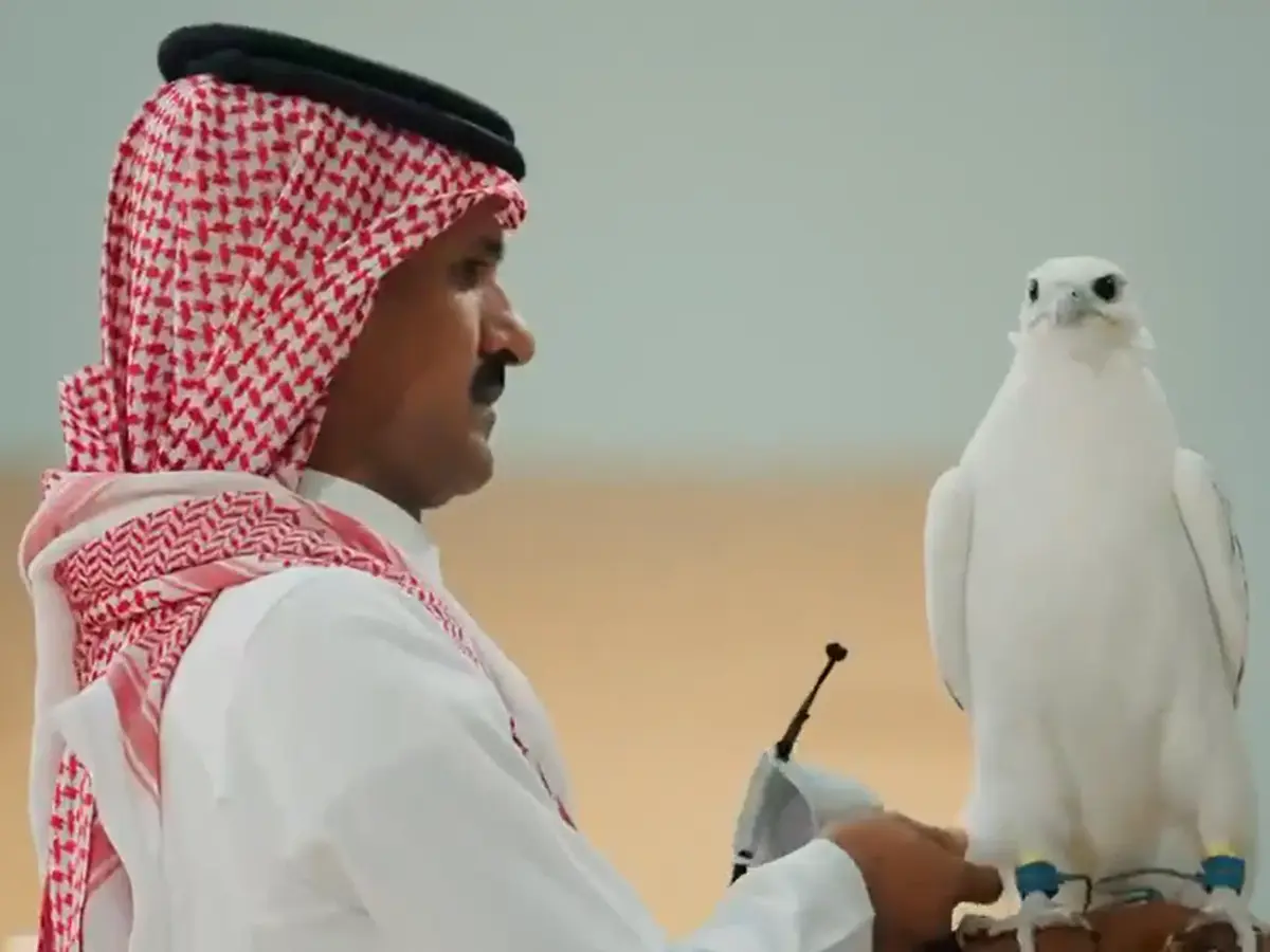 Why did this falcon sell for $346,000? Rare bird becomes Saudi auction sensation
