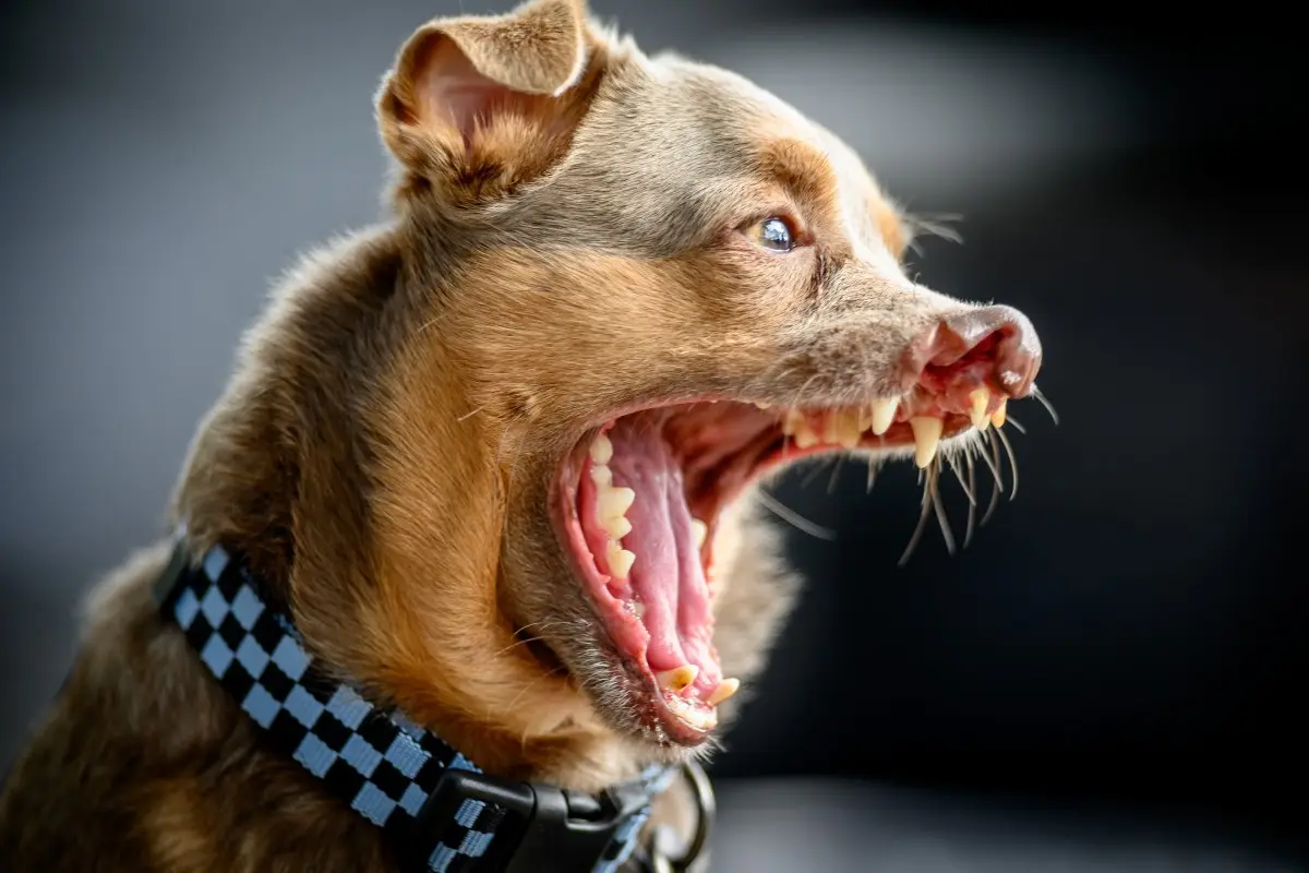 World's Ugliest Dog contest