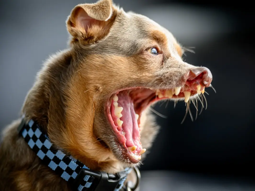 50 Years of unconditional love: Meet 2026’s World’s Ugliest Dog
