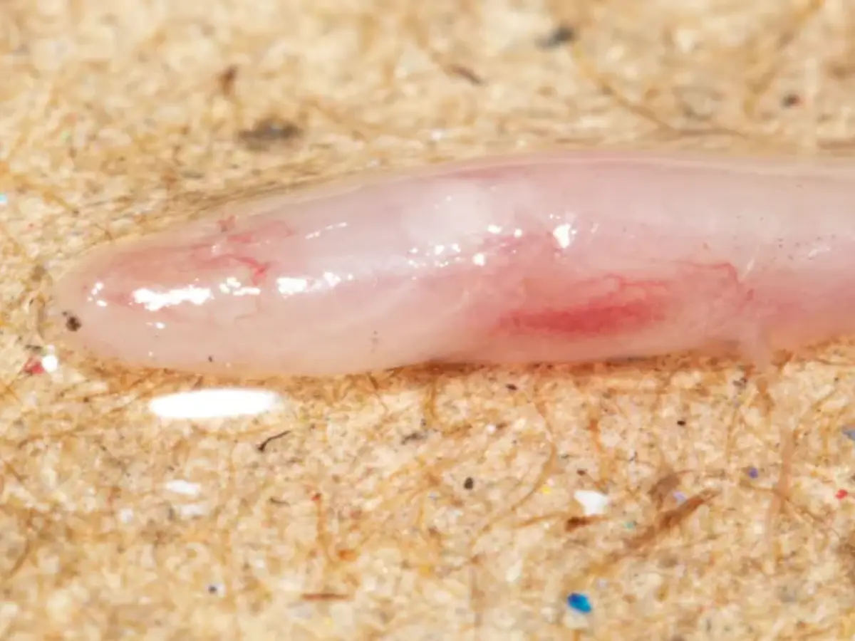 Indian and Chinese scientists discover new underground blind eel on Indo-Nepal border