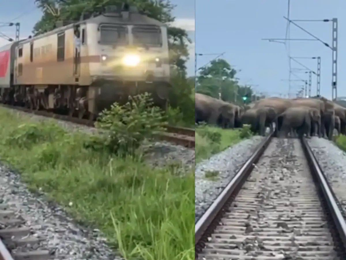 Heartwarming video: Rajdhani Express halts to ensure herd of elephants cross railway track safely - WATCH
