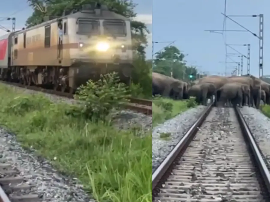 Heartwarming video: Rajdhani Express halts to ensure herd of elephants cross railway track safely - WATCH