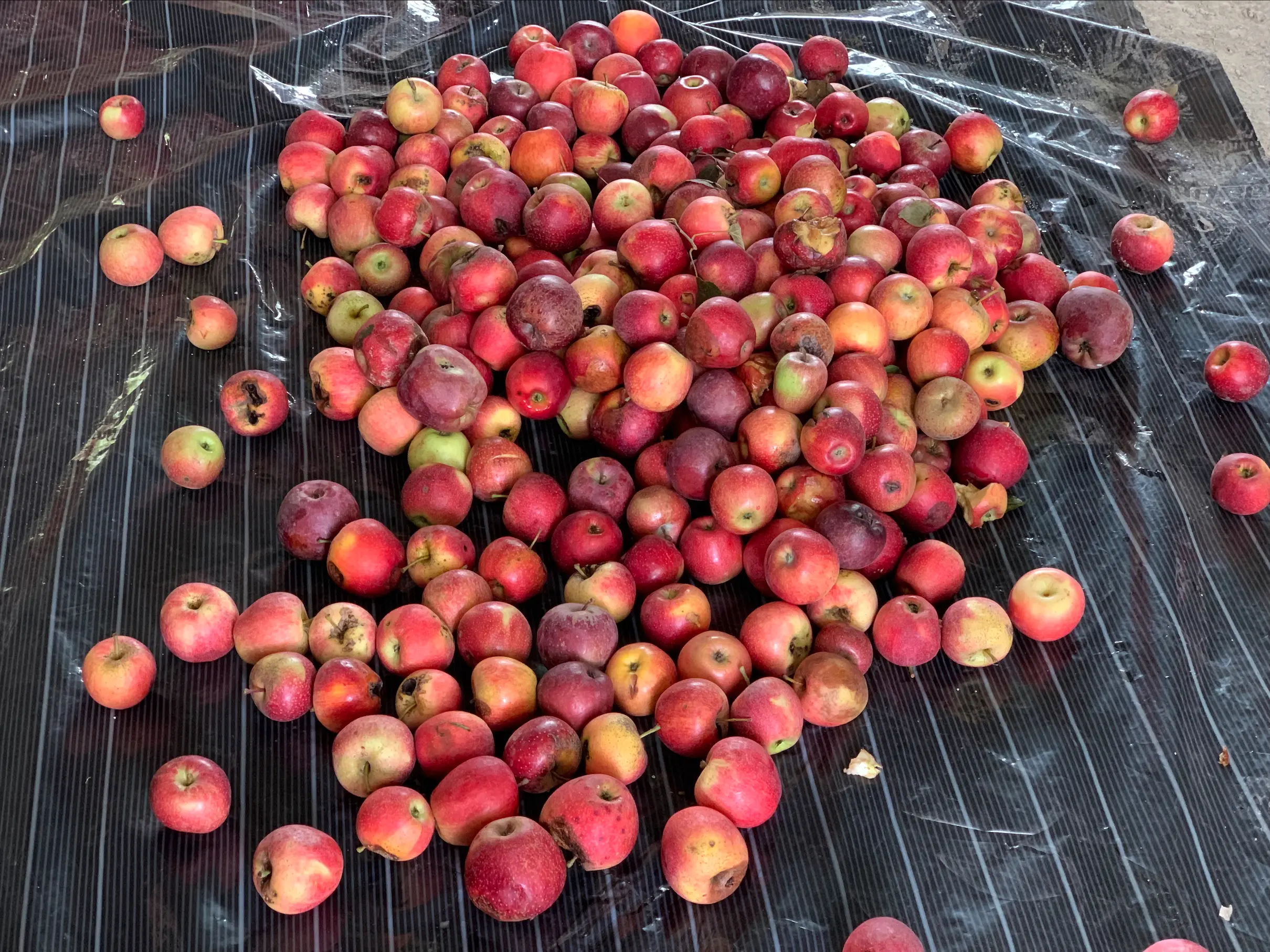 Erratic weather deals major blow to Kashmir’s apple industry Erratic weather deals major blow to Kashmir’s apple industry