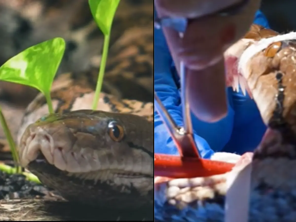 Human cancer treatment given to python 'Jodie Foster' at UK zoo proves successful