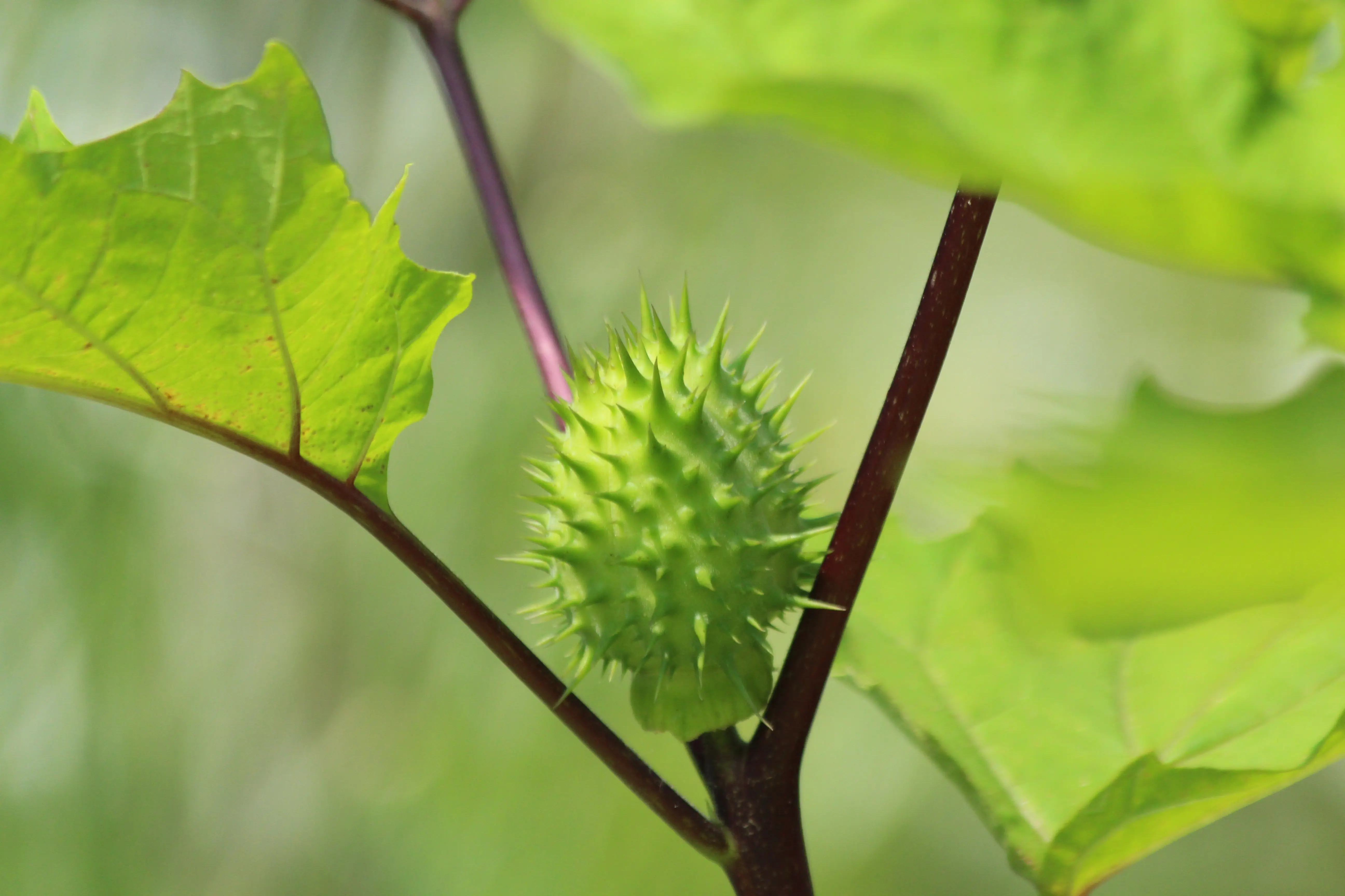 Karnataka suspends Amazon, Instamart, BigBasket food licences over poisonous datura sale