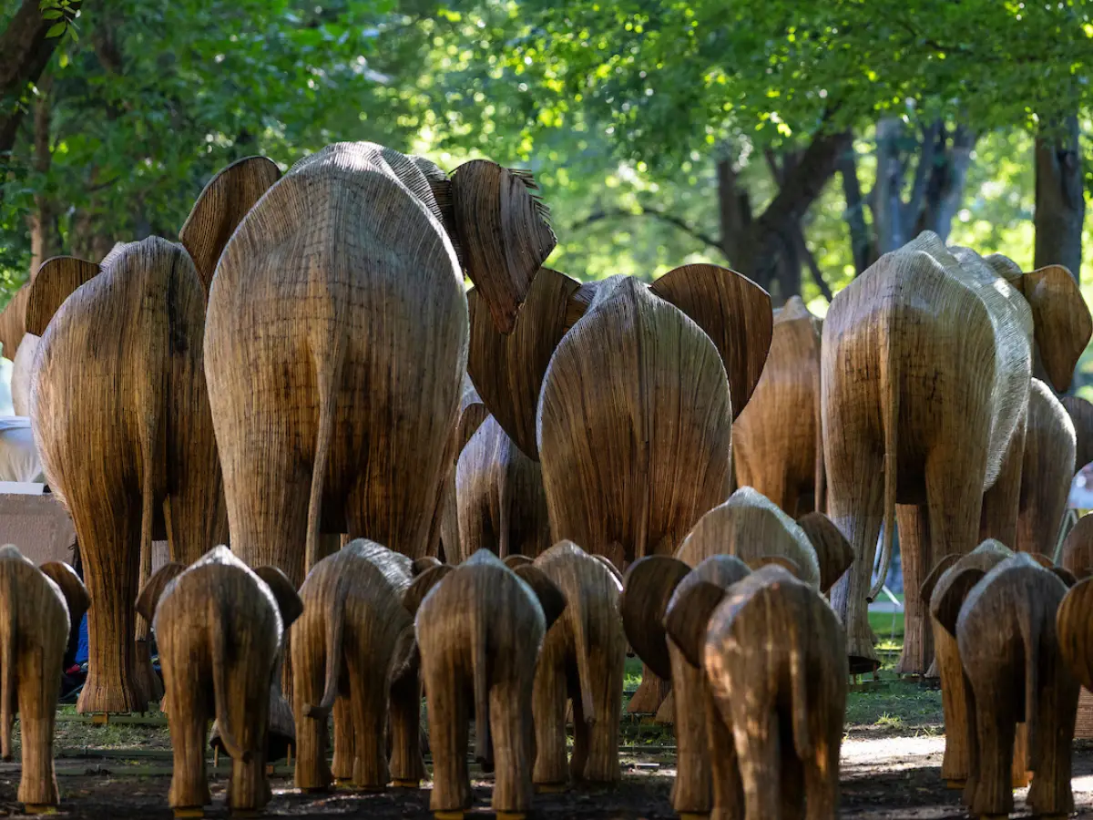 The Great Elephant Migration