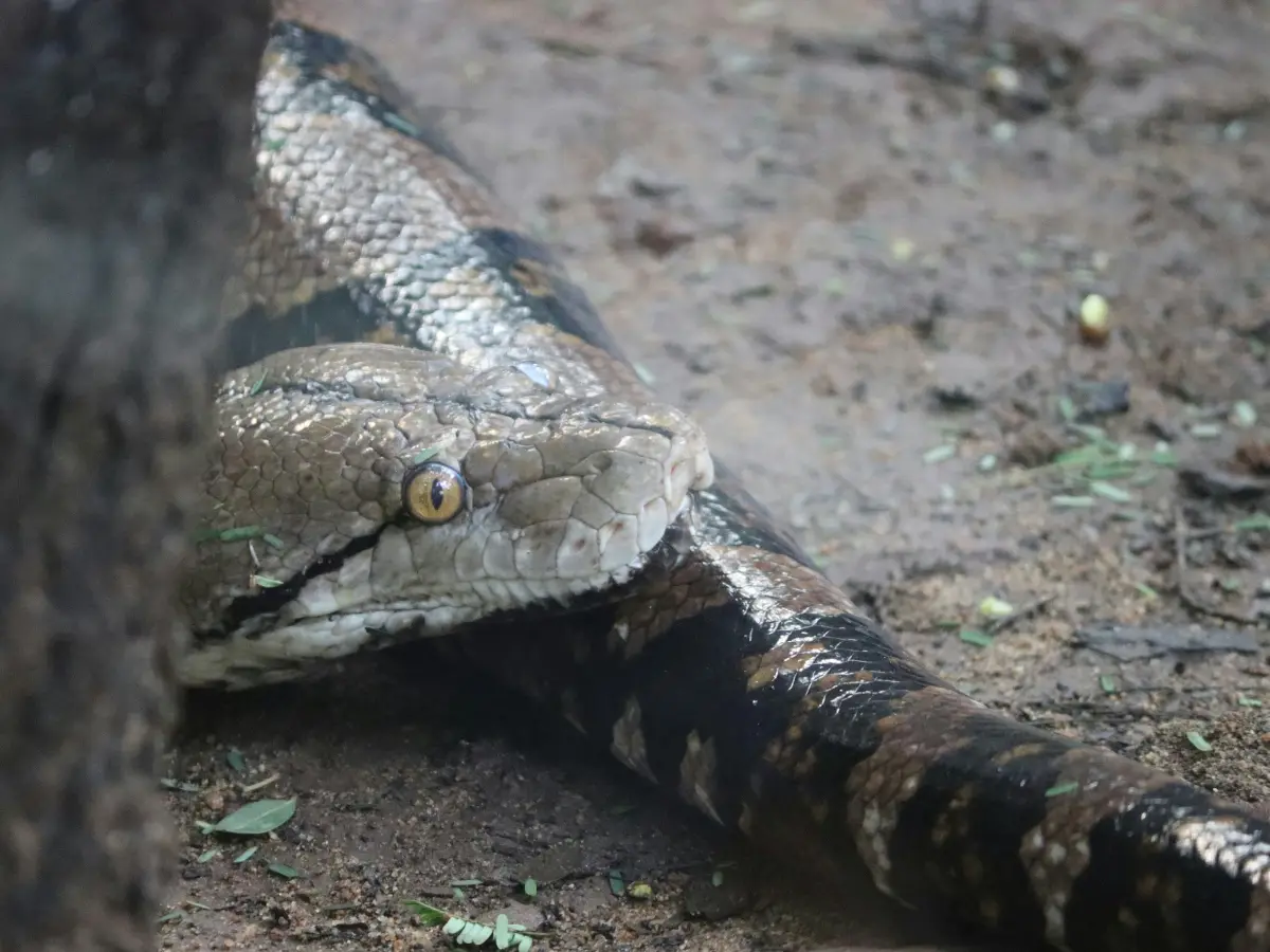 India tops list of most snake attacks in the world with 1.3mn cases every year, study finds India tops list of most snake attacks in the world with 1.3mn cases every year, study finds