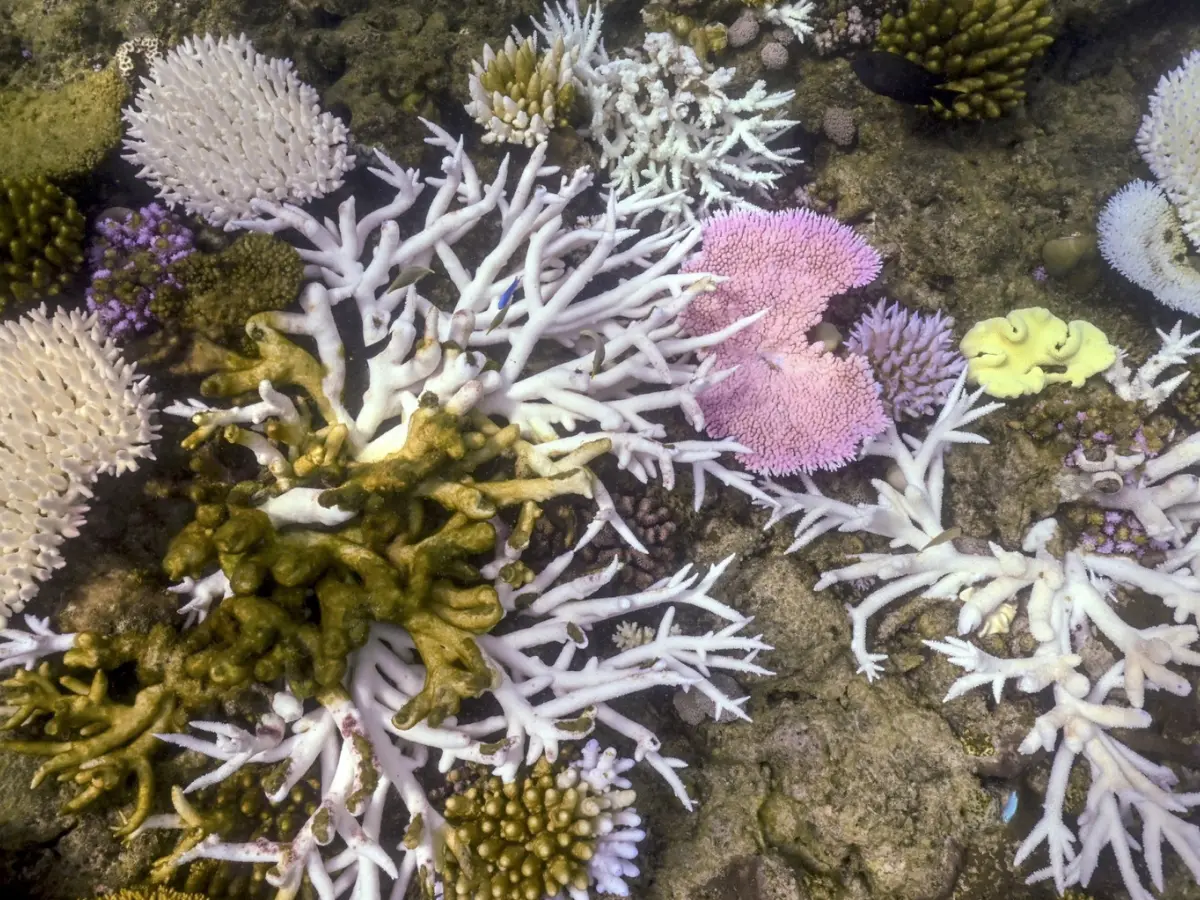 Sunken land inhabited 65,000 years ago discovered under Australia's Great Barrier Reef