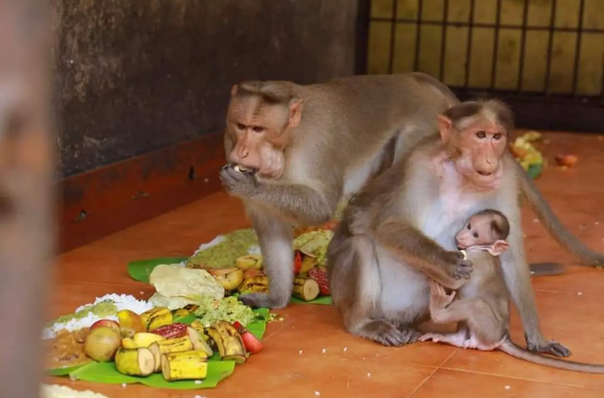 Unique Onam celebration: Inside Kerala's ancient temple where monkeys get royal feast
