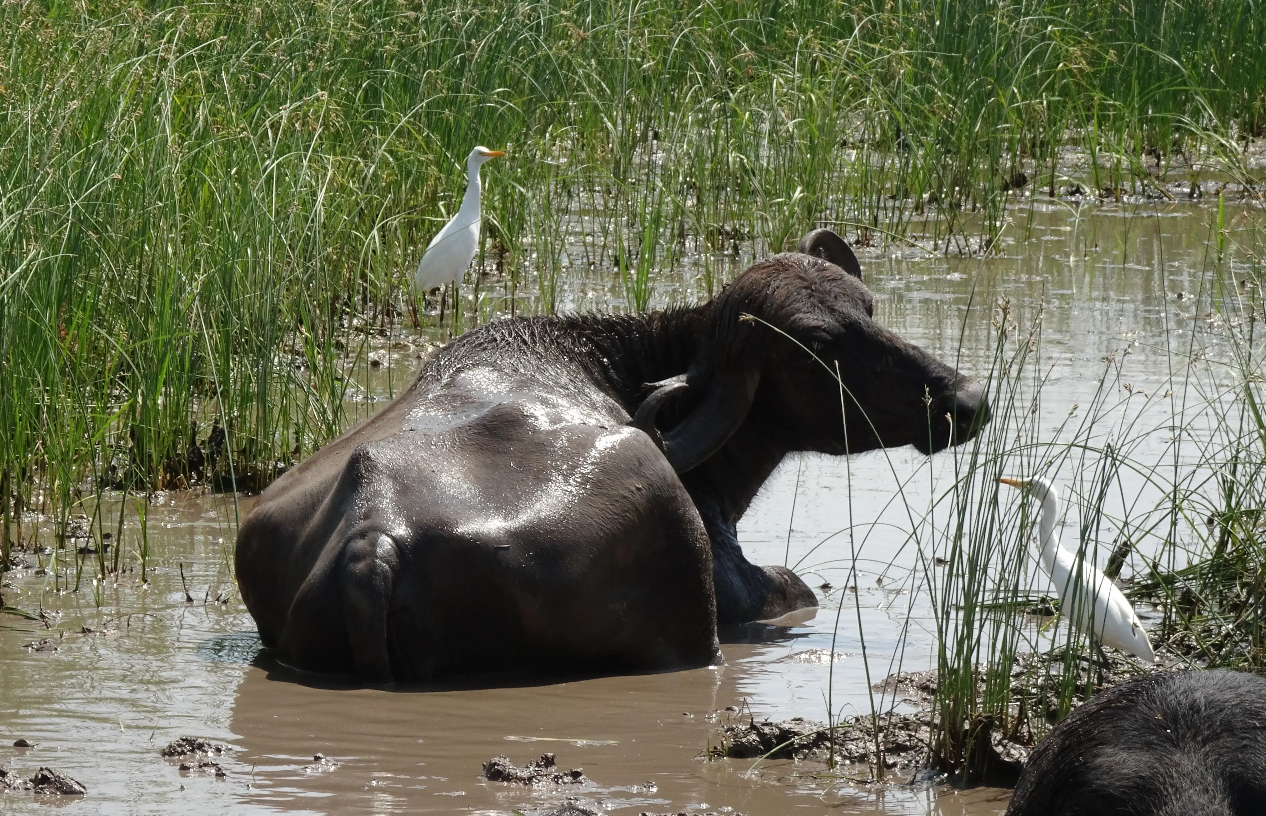 The great buffalo mystery: Bihar Police seek DNA proof to find its real owner