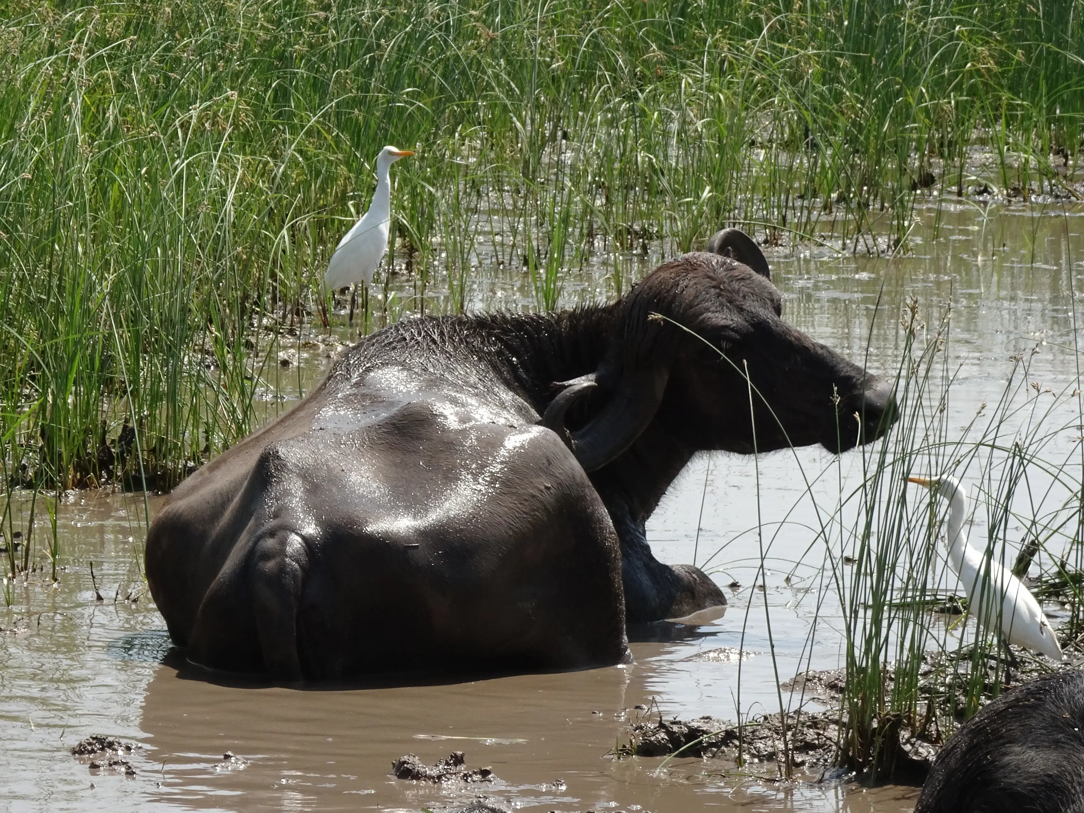 The great buffalo mystery: Bihar Police seek DNA proof to find its real owner The great buffalo mystery: Bihar Police seek DNA proof to find its real owner