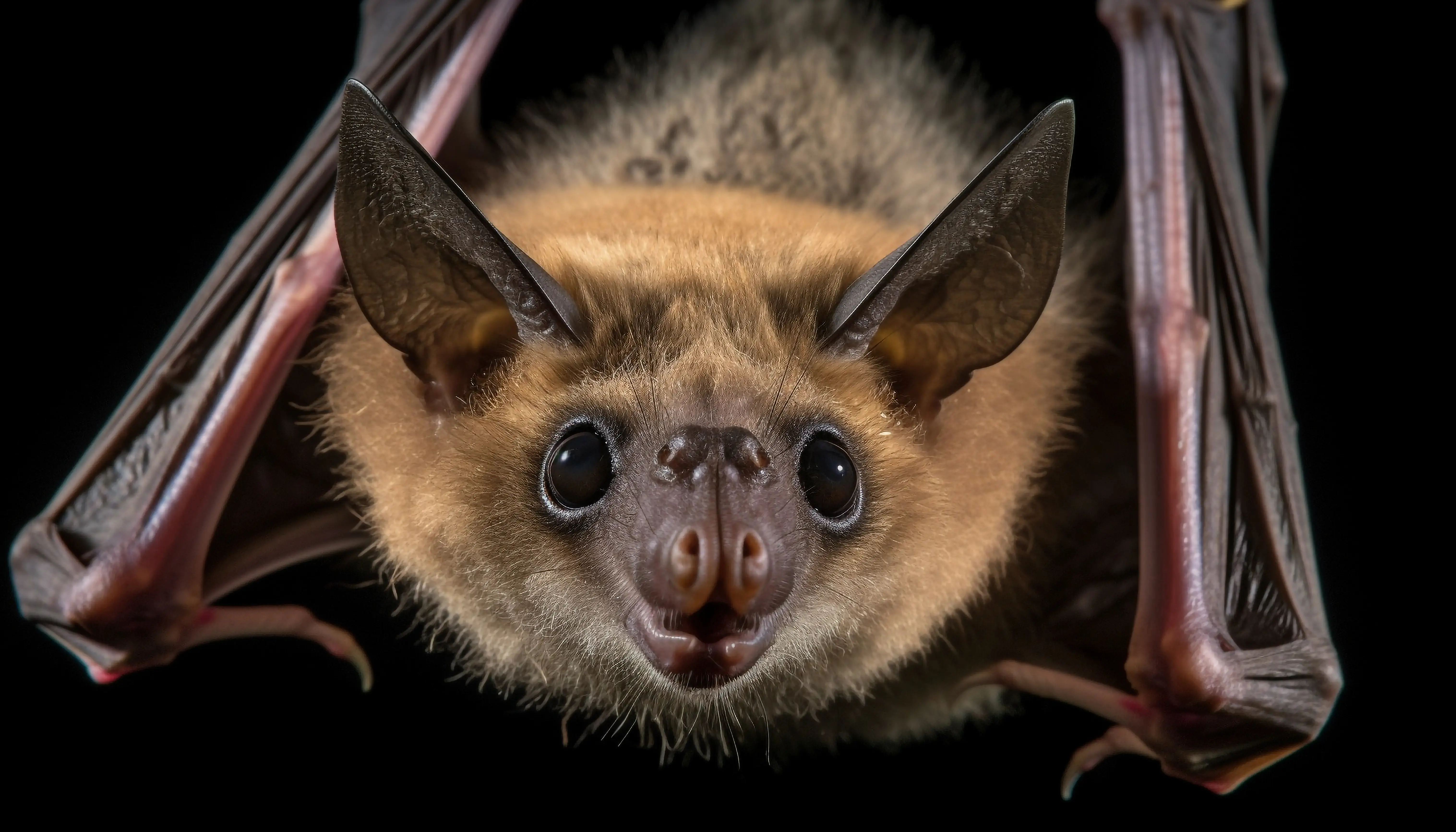 Could brown bats hold the key to fighting human cancer? Scientists reveal shocking truth