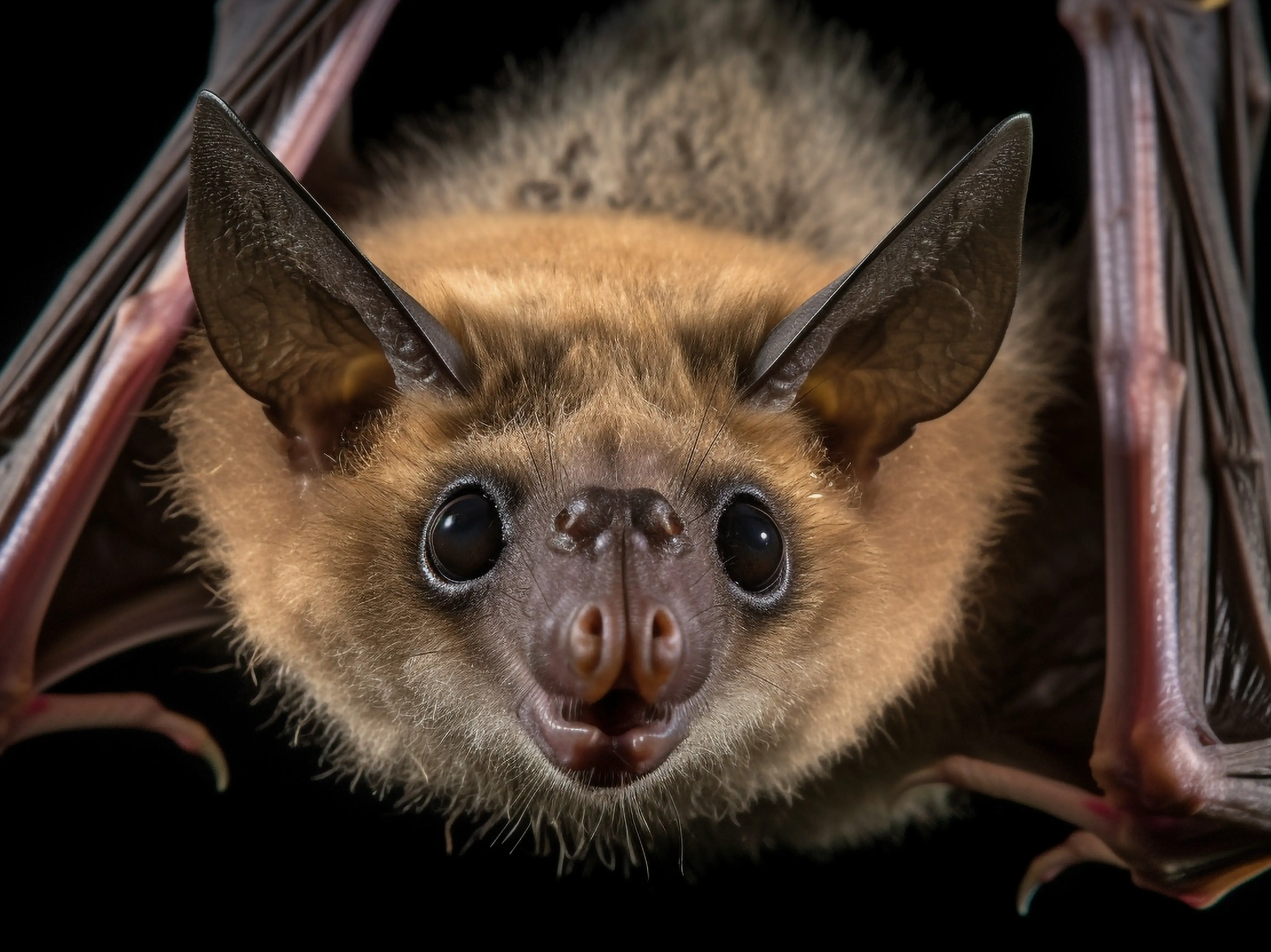 Could brown bats hold the key to fighting human cancer? Scientists reveal shocking truth Could brown bats hold the key to fighting human cancer? Scientists reveal shocking truth