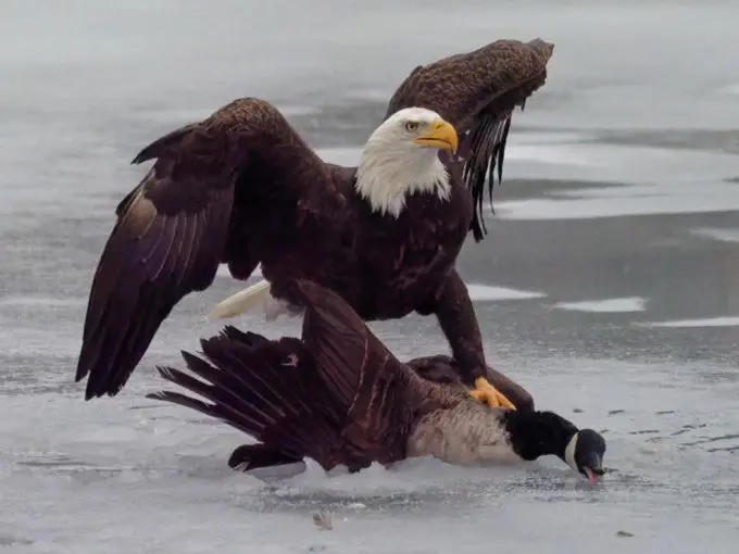 Gravitas: American eagle stokes trade war with Canada's goose Gravitas: American eagle stokes trade war with Canada's goose