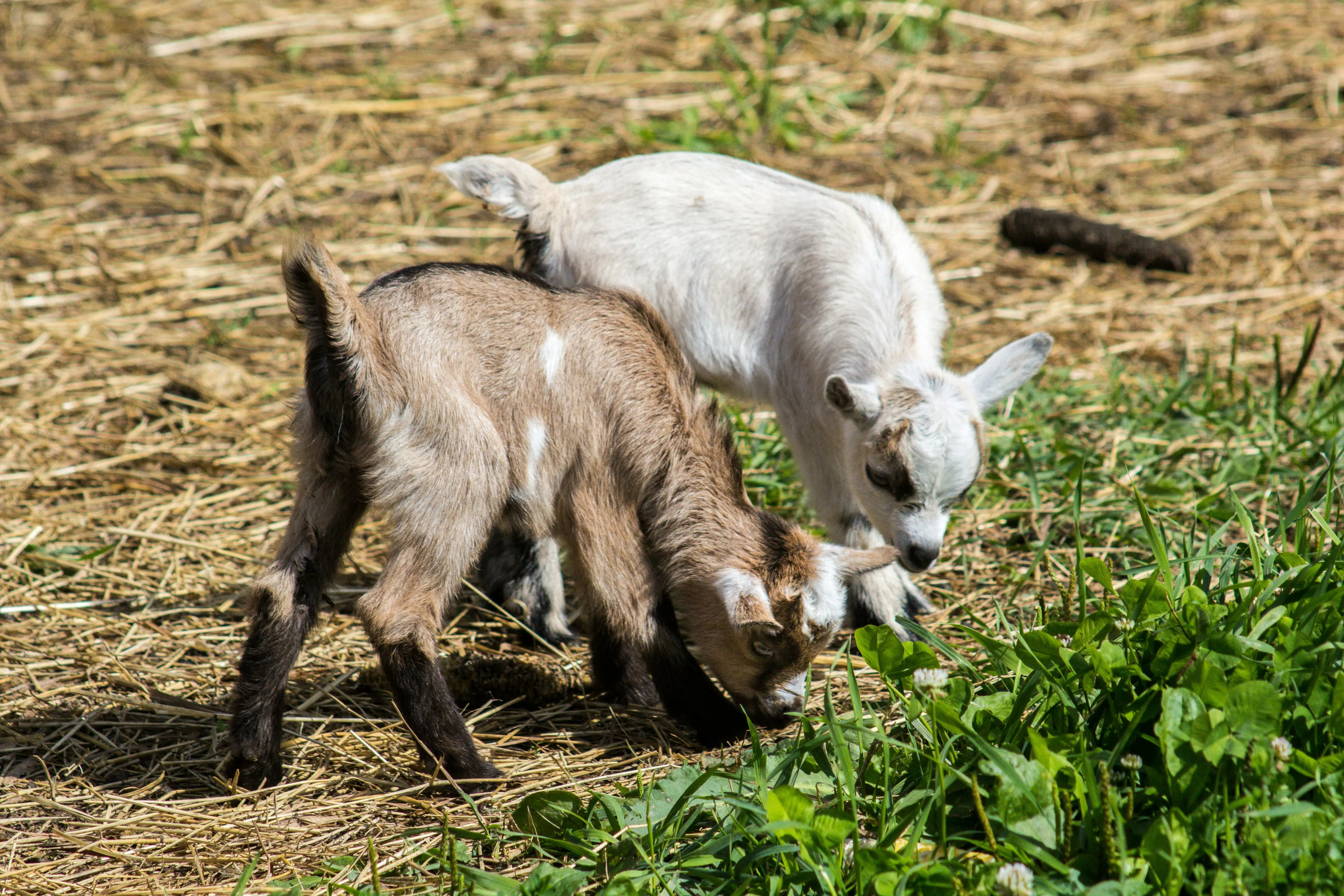 Rabies warning linked to North Carolina petting zoo after skunk infects baby goats
