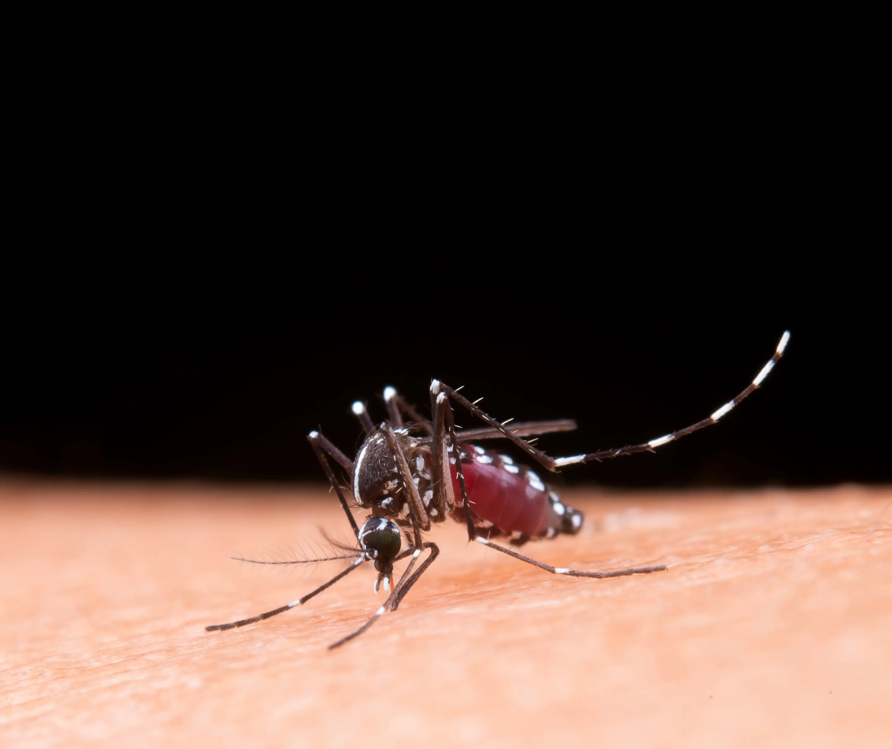 Delhi records highest monthly dengue count this year with 90 cases in August: Check total casualties
