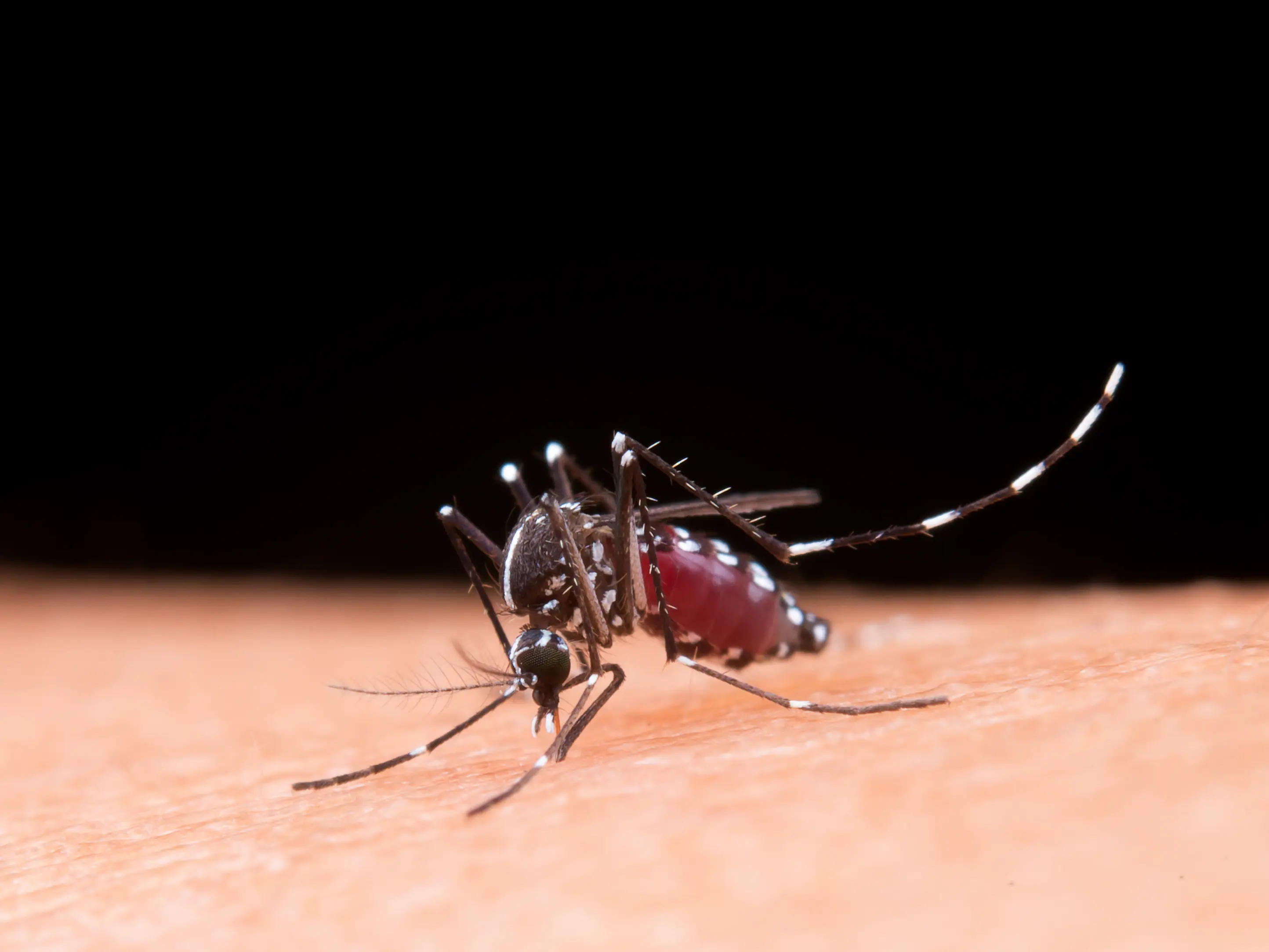Delhi records highest monthly dengue count this year with 90 cases in August: Check total casualties Delhi records highest monthly dengue count this year with 90 cases in August: Check total casualties