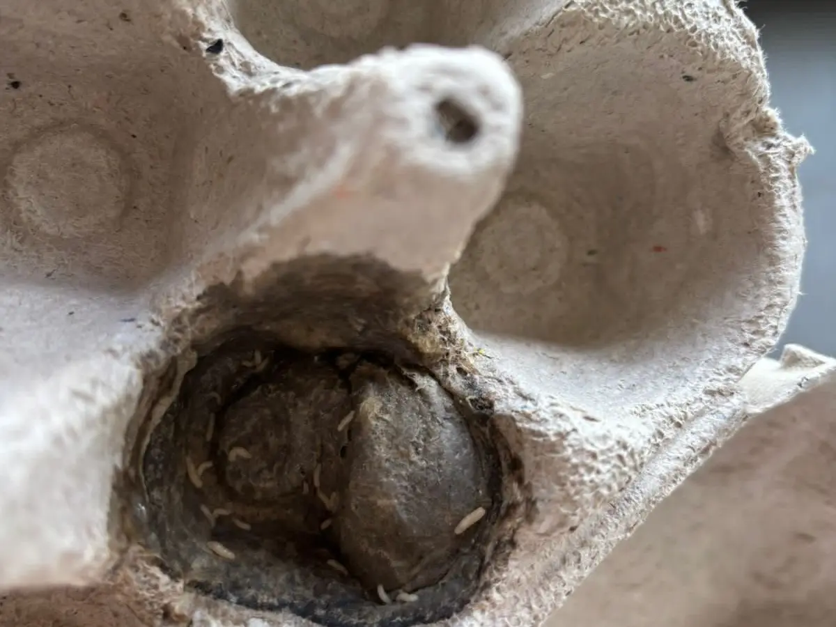 Mangalore Blinkit Outlet Raided After Complaint Of Maggots In Eggs