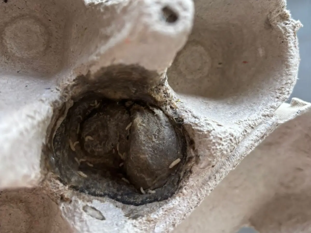 Broken, worm-infested eggs: Mangaluru health officials raid Blinkit dark store Broken, worm-infested eggs: Mangaluru health officials raid Blinkit dark store