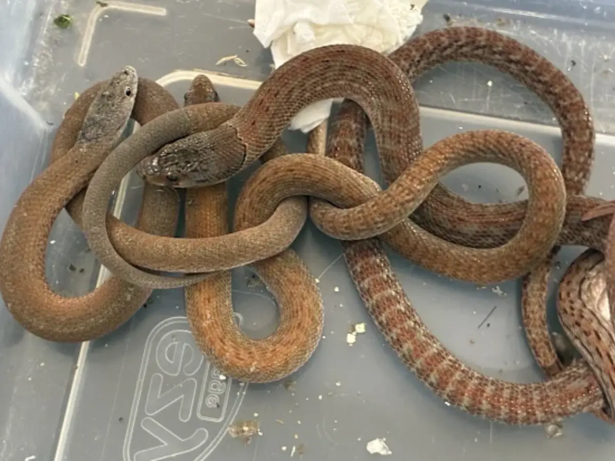 Stuffed into socks and shoes: Chinese man charged for trying to smuggle 163 Australian snakes and lizards Stuffed into socks and shoes: Chinese man charged for trying to smuggle 163 Australian snakes and lizards