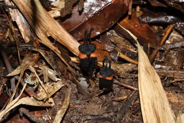 No sunlight, no chlorophyll, no problem: Meet 'demon flower' discovered in Thailand