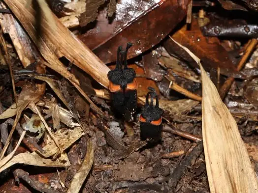 No sunlight, no chlorophyll, no problem: Meet 'demon flower' discovered in Thailand No sunlight, no chlorophyll, no problem: Meet 'demon flower' discovered in Thailand