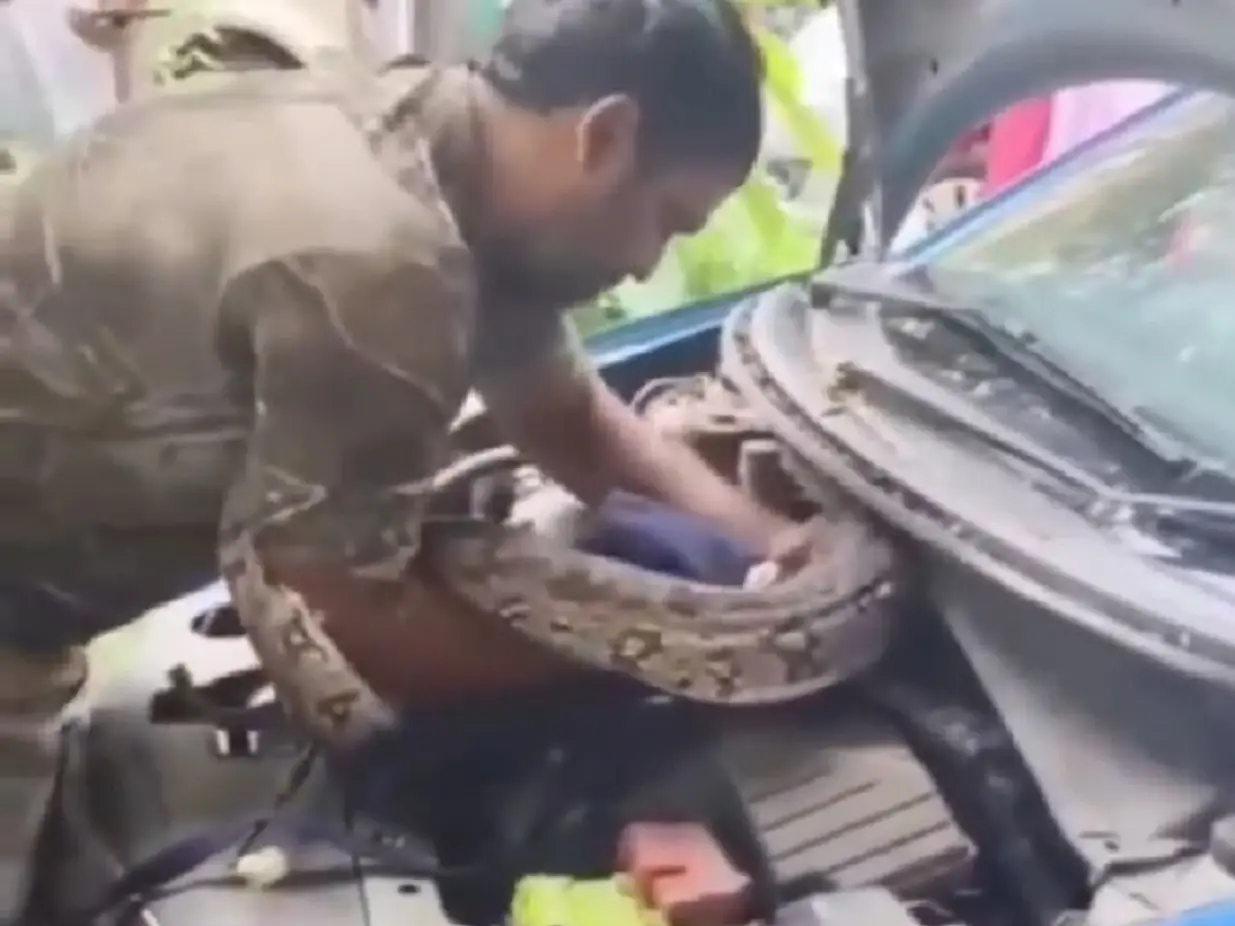 7-foot python found hiding in car’s engine in Mumbai; rescue video goes viral | Watch 7-foot python found hiding in car’s engine in Mumbai; rescue video goes viral | Watch